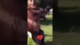 Пикабу бушидо халуин🎃 фулио #мем #приколы #медведь