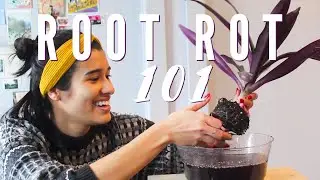 ROOT ROT 101: Causes and Treatment | Saving My Houseplant with Root Rot