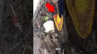 Собирают БЕЗУМНЫЙ мёд 😳