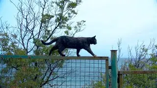 Человек и кошка