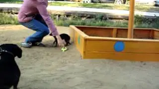 (doggy meeting  ) такса и карликовый пинчер