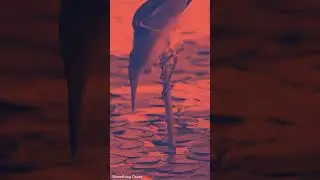 Bird hunting a fish #birds #birdfishing #nature #animals #shorts #shortvideo