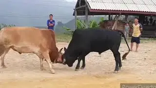 Nyuj sib nraus saib kom tag thiaj pom qhov lom zem
