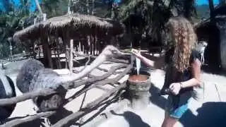 Открытый Зоопарк Кхао Кхео, Паттая, Таиланд. (Khao Kheow Open Zoo)