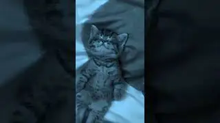 LILDRUGHILL - Boycott, edit with 🐈‍⬛