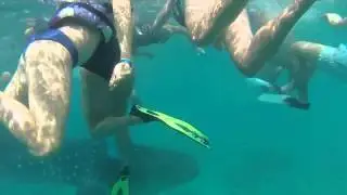Whale Shark @ Maldives
