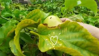 PANEN BELAKANG RUMAH #VLOGSINGKAT