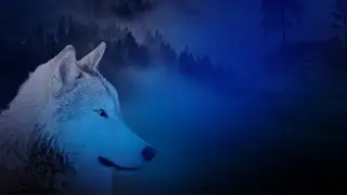 The Making of a Wolf Photo | Manipulation using Stock Images | Photoshop Tutorial 2023