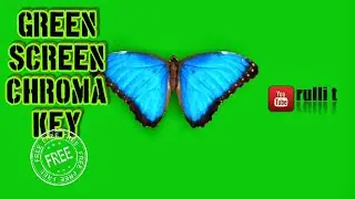 Green Screen - BUTTERFLY TOP VIEW animation 🔊