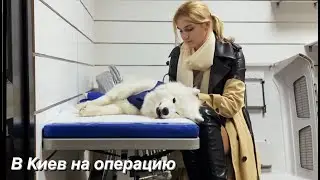 Luna's operation🩸 2 fingers removed, sterilization and tooth extraction 🦷 How it all went 😰🩹