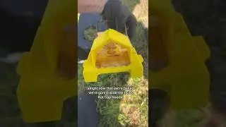 ORKIN rat trap VS Twin Rat Trap?  