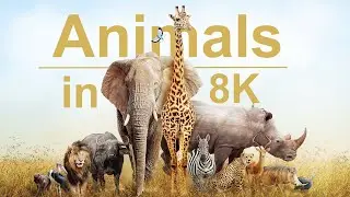 Wild Animals in 8K ULTRA HD HDR - Collection of Colorful Wild Animals II (60 FPS)