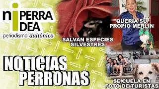 NOTICIAS PERRONAS - 24 de junio - Noticiero 100% animalista en Puebla