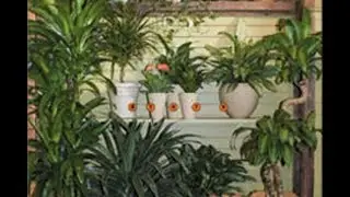 natural ways to purify air at home