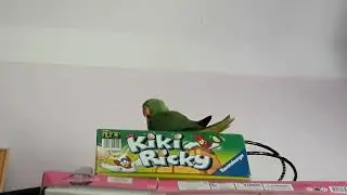 New Ringneck parrot pretending he is sleeping.