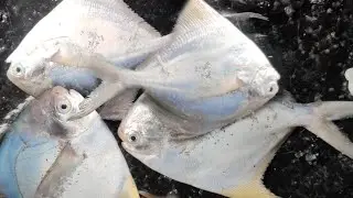 Pomfret Fishing in sundarban || adventure in Sundarban || Sundarban Fishing ...