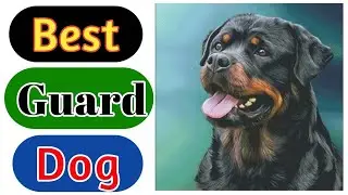 Before Buying Rottweiler 🔥🔥🔥Watch this 😱😱😱 || Best Guard Dog in the world ||| Rottweiler guarding