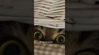 Кот всему голова!🐈😺😺Невероятные факты о кошках. 