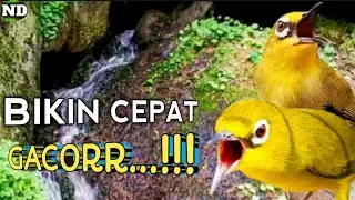 Terapi Burung Pleci Biar Gacor