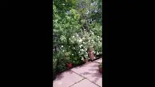 Solar Eclipse April 8 2024