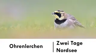 Sturm, Regen und Vogelfotografie - Nordsee