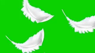 White Feathers Falling Green Screen | Feather Falling Green Screen Animation | Free to Use |