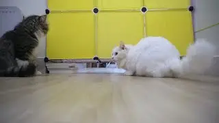 3 Level Challenge Cats To Go Through Bottom of Box