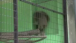 サルのスクワット   東山動物園(Обезьяний приседает в зоопарке Хигасияма)