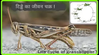 टिड्डे का जीवन चक्र!  | grasshopper's life cycle !