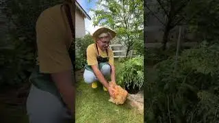 Первый раз увидел курицу 