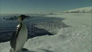 Baby Einstein Stock Footage - Footage Bank Penguins #1