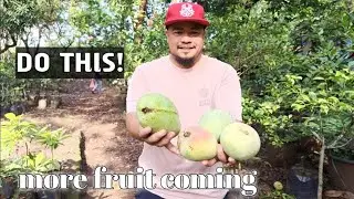 FARM UPDATE: More Harvest? DO THIS! on Your Fruit Trees.