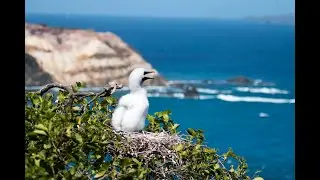 Grenadines Seabirds: Uniting Land, Air, and Sea