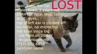How to Make and Distribute Fliers for your Lost Cat