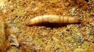 Black Horse Fly Larva    Tabanus atratus Merge1