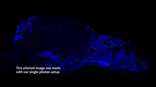 Single-photon image of mousehead - N2B-patch (EU grant agreement No. 721098)