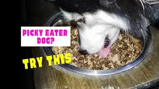 Sawdust Meat as Dog Food Toppers