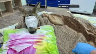 Выхаживаем косулю, едва не утонувшую в Енисее.
