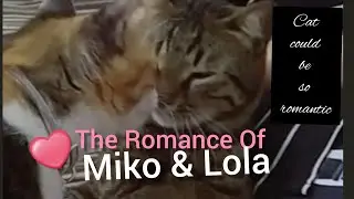 The ROMANCE Of Cats | daily activities
