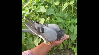 SB- THE PIGEON