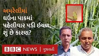 Amreli News : અમરેલીમાં હજારો હેક્ટરમાં ઘઉંના પાકમાં પડી ઇયળ, ખેડૂતોને ભારે નુકસાનની આશંકા
