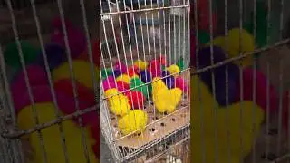 Птичий рынок на Бали. Место где животных очень жалко😢 #bali #birds #animals #indonesia