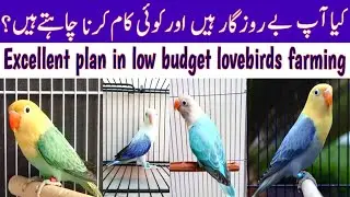 Best business plan of lovebirds farming 2023 |Excellent plan in low budget lovebirds farming