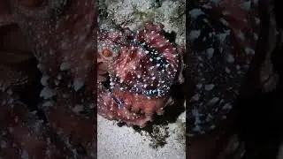 Starry night octopus (Callistoctopus luteus) on night dive in Caluya Island, Philippines 🐙 