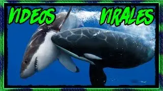 LOS MEJORES VÍDEOS VIRALES TOP | Tercera Parte :.