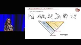 SSB Presidential Address: Susana Magallón: The timing of angiosperm evolution