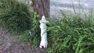 Vous avez déjà vu une chienne montée sur ressort ??? ✖️