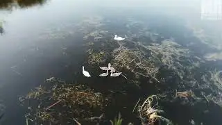 Релакс із лебедями
