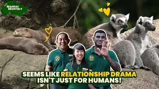Mandai Monthly - Discover the charms of Buddy, our ring-tailed lemur, and our giant river otters!