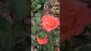 #interstellar #flover #garden #цветы #gardening #сад #растения #розы #роза #розарий